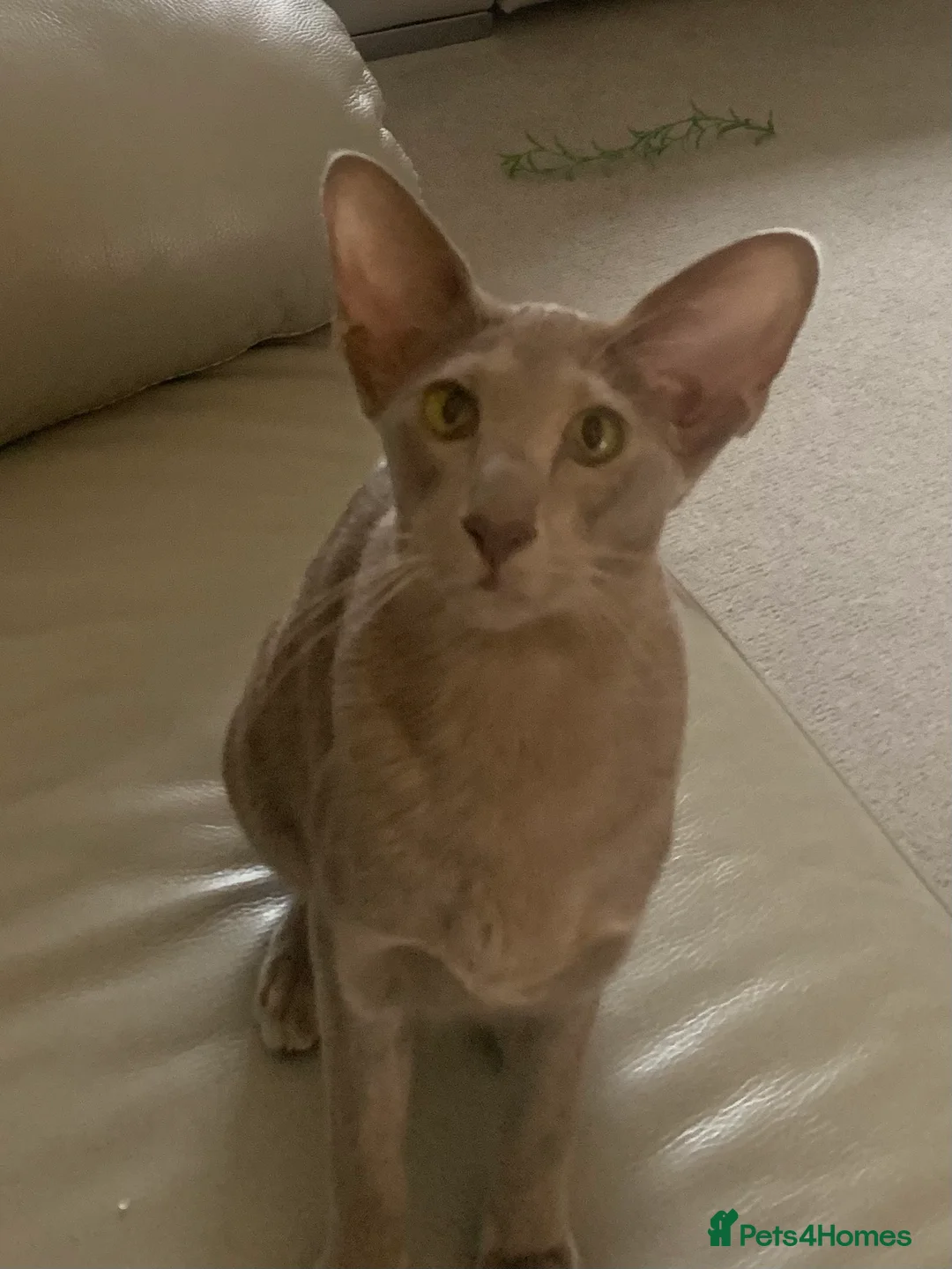Oriental cats for sale: Stunning Lilac Oriental Girl - Advert 2