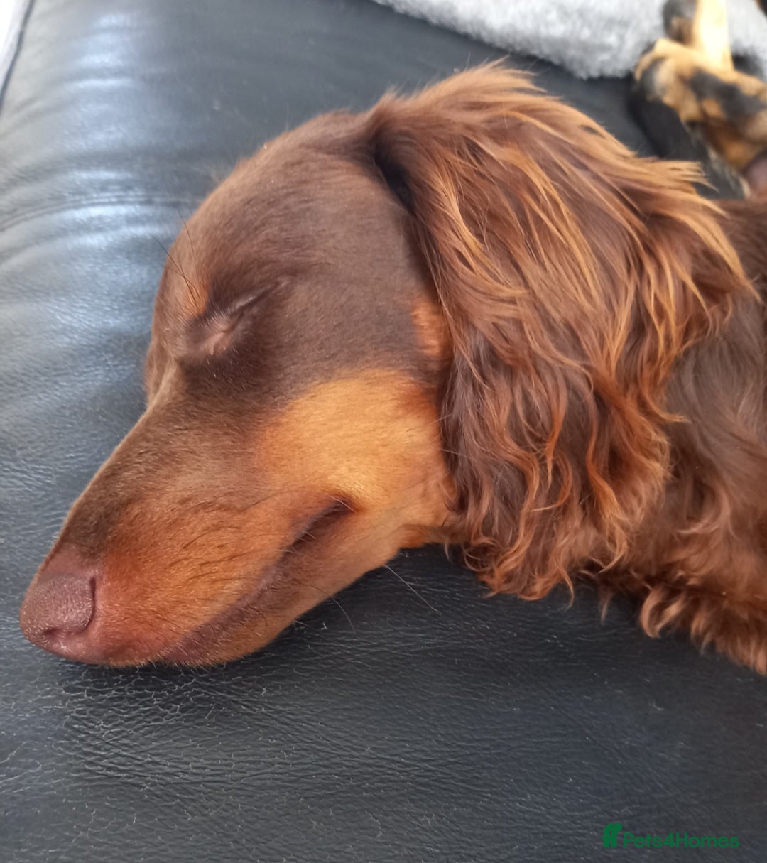 Dachshund dogs for stud: Dash  - Advert 6