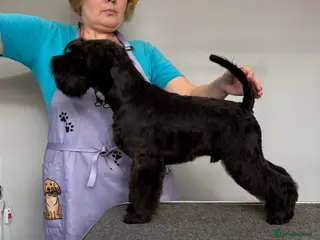 Miniature Schnauzer dogs Imported Miniature Schnauzer At Stud - Advert 16