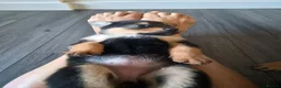Rottweiler dogs for sale: Beautiful Rottie puppies  in Bath - Advert 4