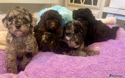 Miniature Poodle dogs for sale: POODLE 🐩 QUALITY MINIATURE PUPPIES 🐶  - Image 8