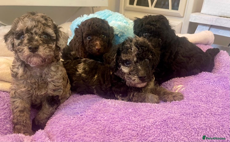 Miniature Poodle dogs - Advert 10