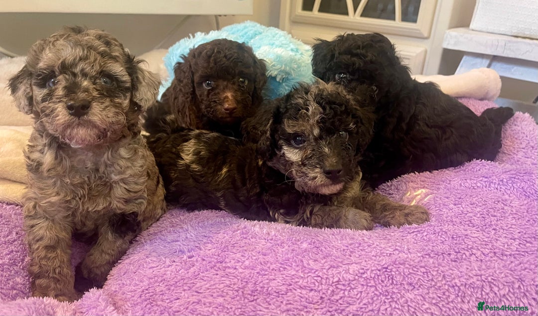 Miniature Poodle dogs for sale: POODLE 🐩 QUALITY MINIATURE PUPPIES 🐶  - Image 8