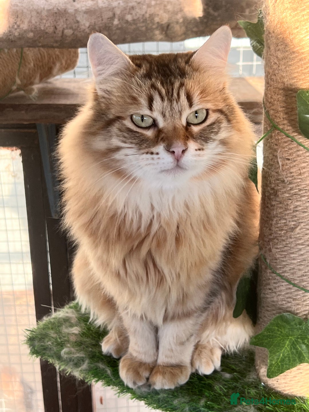 Siberian cats for sale: 🌟🌟Handsome TICA Reg Siberian Boy🌟🌟 - Image 3