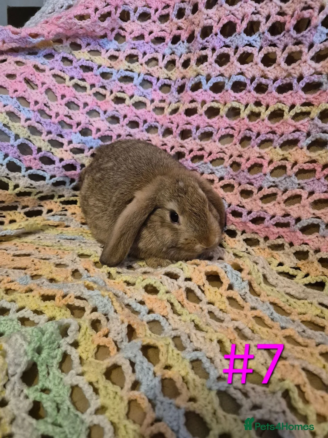 Mini Lop rabbits for sale: 7 Cute Baby Mini Lop Rabbits - Advert 14