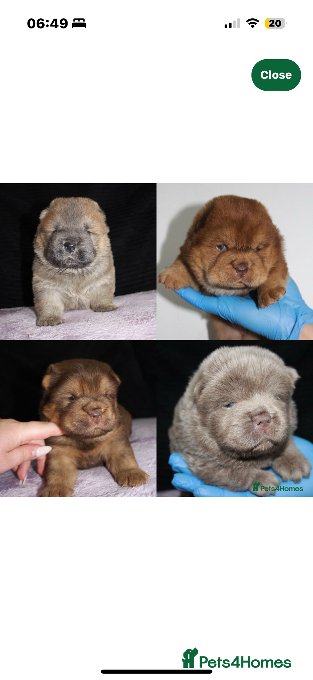 Chow Chow dogs for stud: HERSHEY the famous chocolate carrying blue. in Cheltenham - Image 40