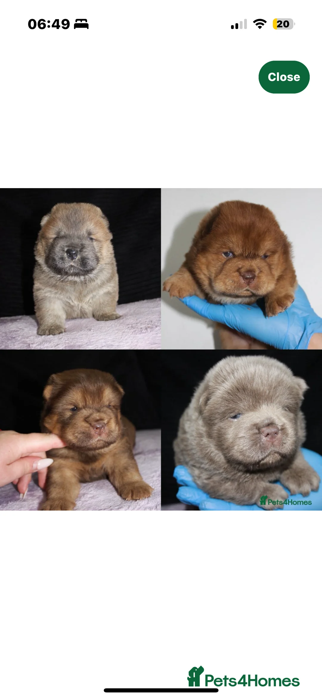 Chow Chow dogs for stud: HERSHEY the famous chocolate carrying blue. in Cheltenham - Advert 40