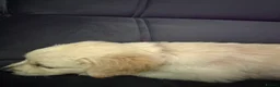 Golden Retriever dogs for sale: Golden Retriever puppies  in Derby - Advert 13