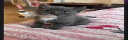 British Shorthair cats for sale: BSH colourpoint ready now  - Advert 14