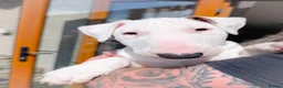 Bull Terrier dogs for sale: Bull terrier pups (1 male & 1 female) - Advert 19