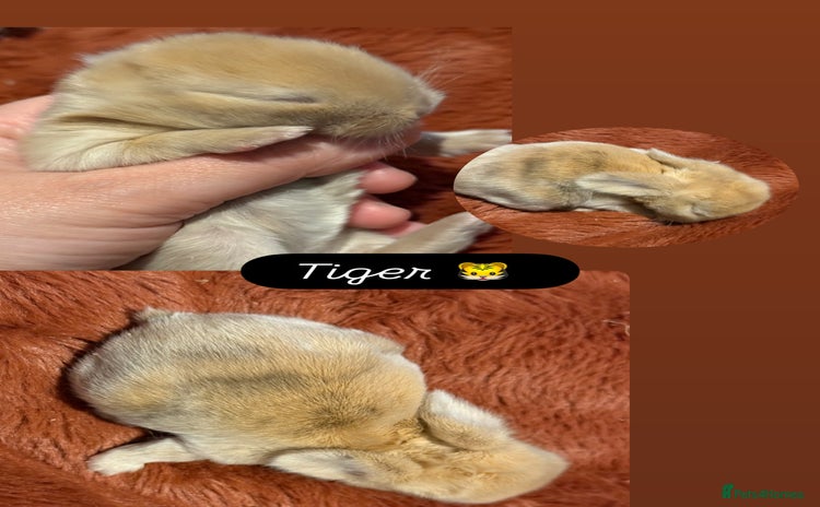 Mini Lop rabbits - Advert 2