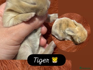 Mini Lop rabbits Gorgeous Mini Lops - Advert 16