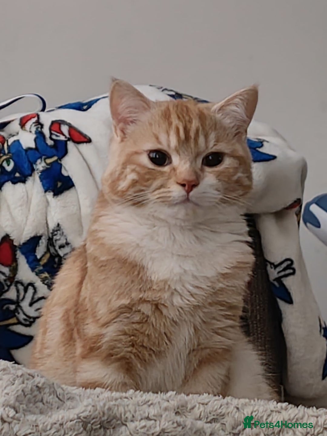 Mixed Breed cats for sale: Indoor, Half Persian Cat – Ideal for a Quiet Home - Image 12