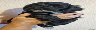 Cockapoo 8