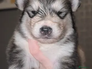 Alaskan Malamute dogs Boys+one girl left! Long haired Alaskan Malamutes - Advert 1