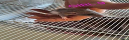 Rat rodents for sale: Baby male and female dumbos and rex rats  - Advert 9