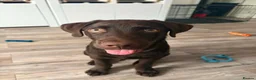 Labrador Retriever dogs for sale: Carlos in Ellesmere Port - Advert 3