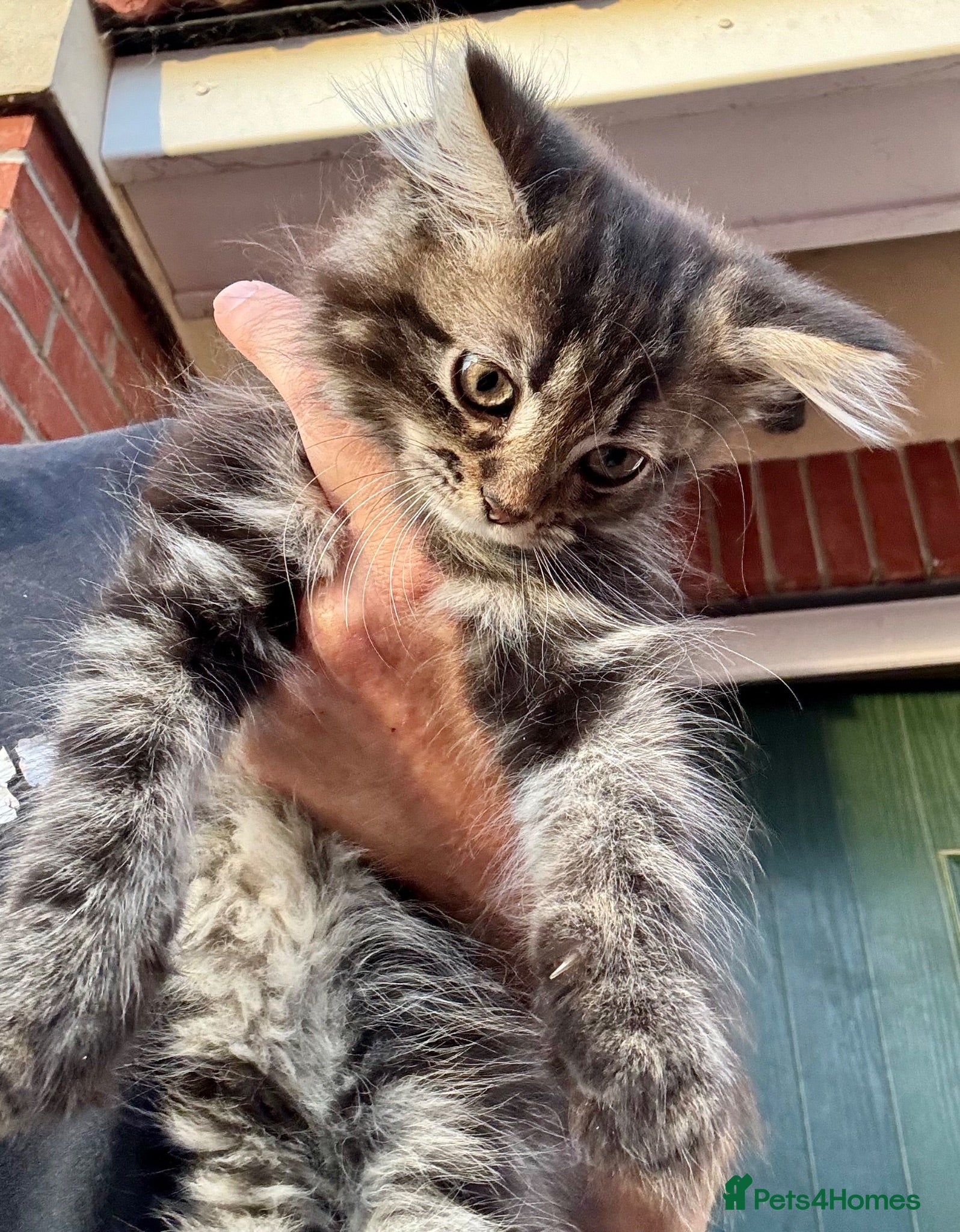 Mixed Breed cats Last 2 maine coon cross persian kittens - Advert 2