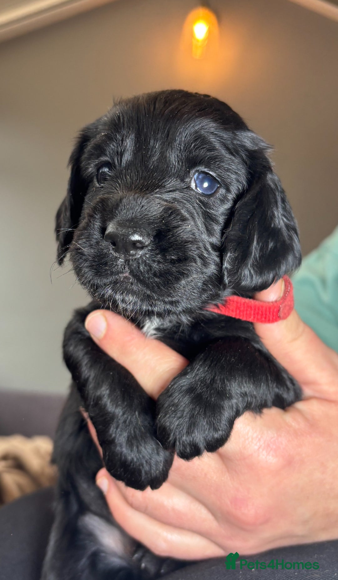 Cocker Spaniel dogs for sale: Working Cocker Spaniel  - Image 12