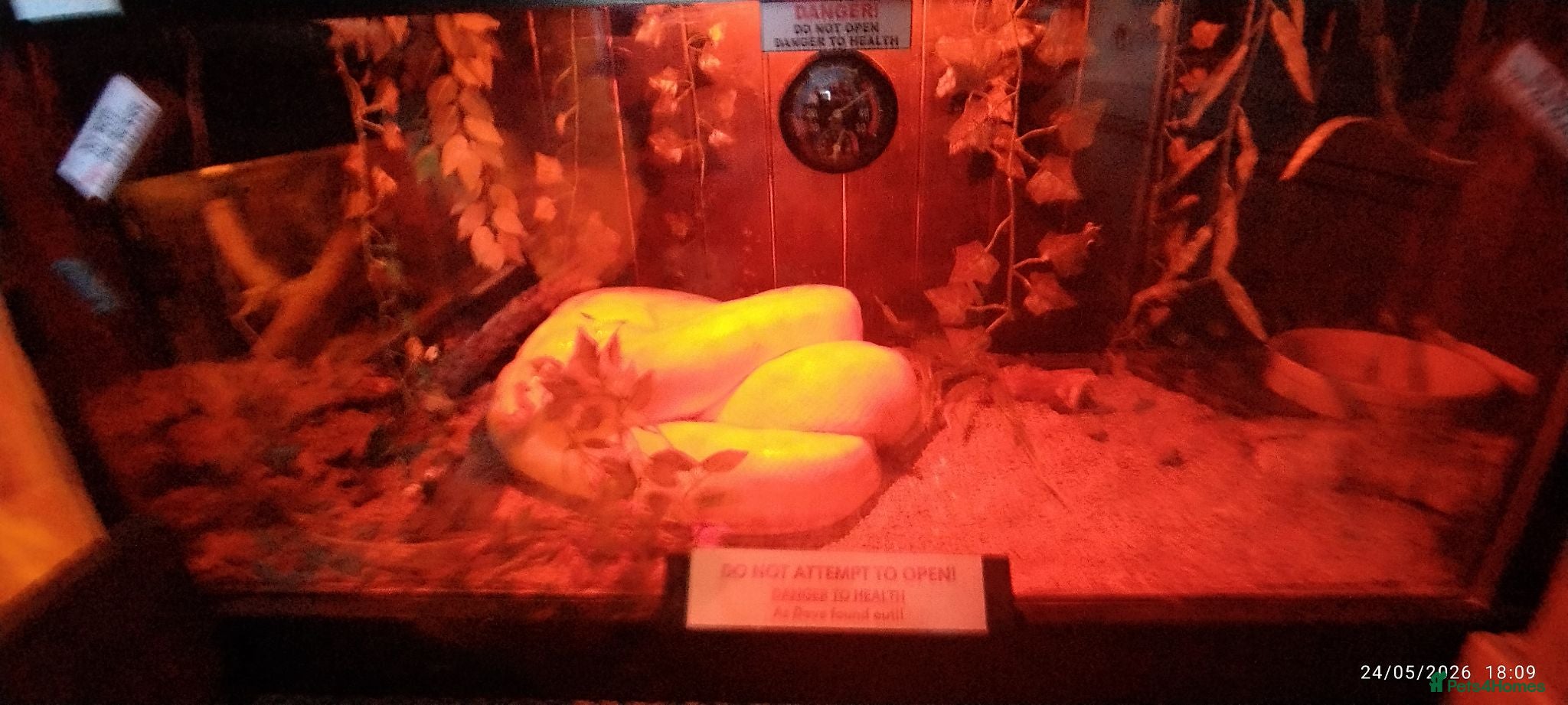 Python Snake reptiles for sale: 2x Albino Burmese Phyton, one male one female  - Advert 1