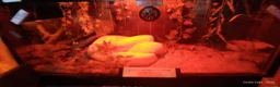 Python Snake reptiles for sale: Albino Burmese Phyton  - Advert 1