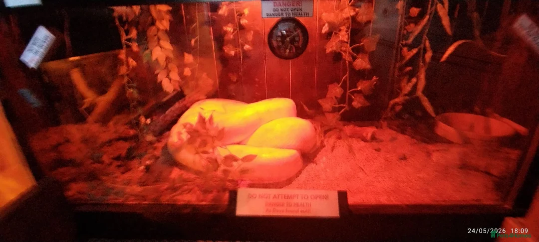 Python Snake reptiles for sale: Albino Burmese Phyton  - Advert 1
