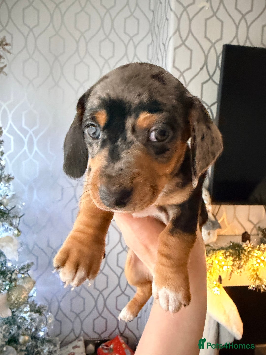 Dachshund dogs for sale: Family dogs first puppies - stunning Dachshunds  - Advert 26