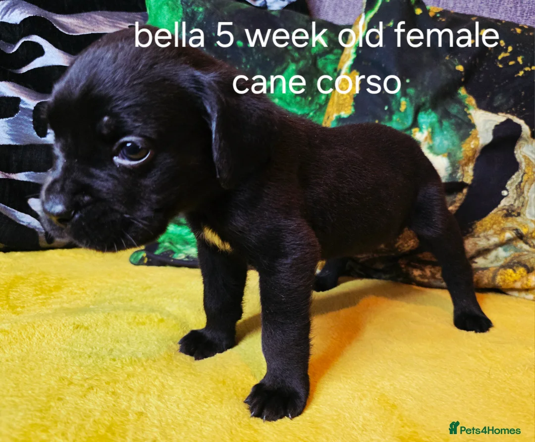 Cane Corso dogs for sale: Beautiful cane corso puppies - Advert 6