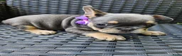 French Bulldog dogs for sale: 🐾French Bulldog Puppies for sale🐾 - Advert 7