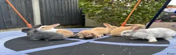 Mini Lop rabbits for sale: Pure breed Mini Lops - Advert 9