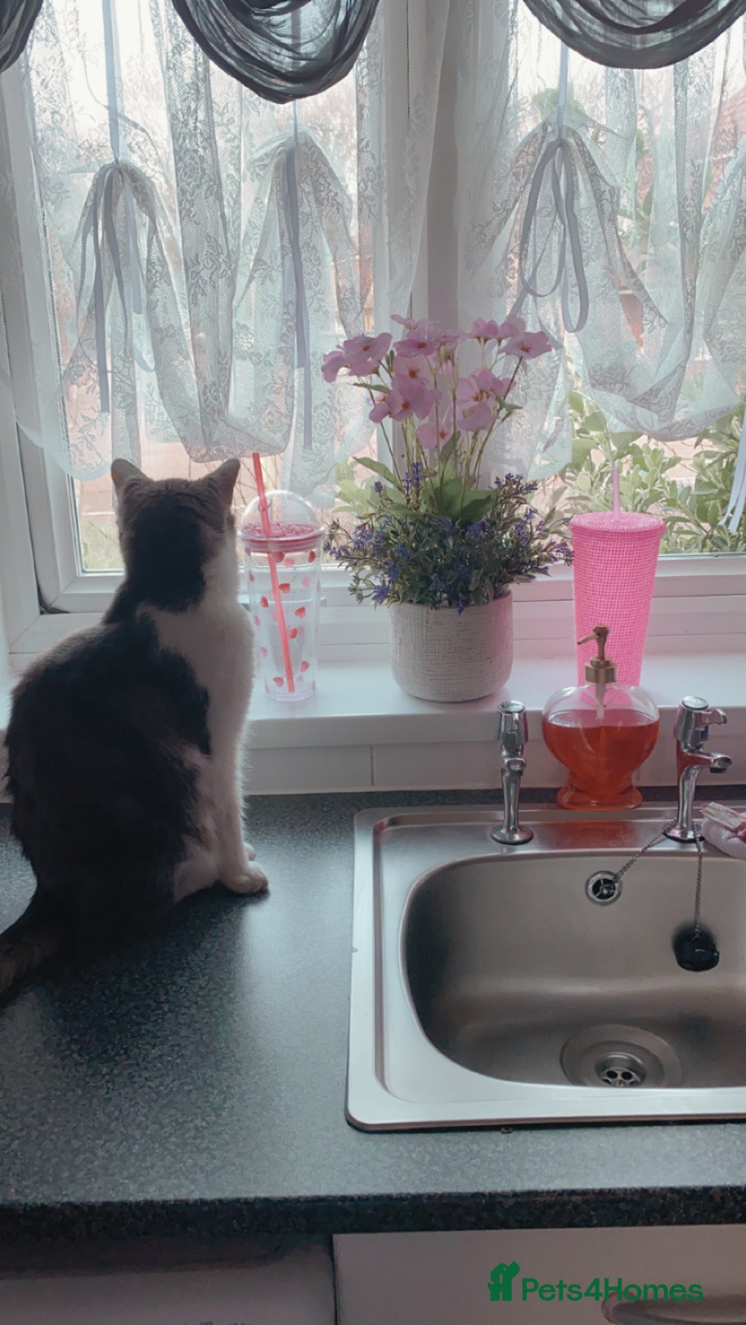 British Shorthair cats for sale: Two adult female cats  - Advert 7