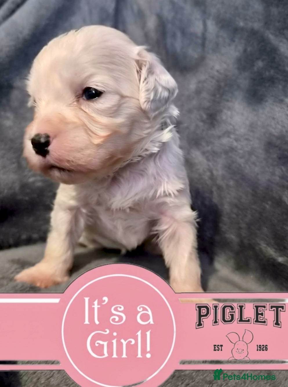 Cockapoo dogs Stunning tuxedo Cockapoo Puppies  - Advert 1