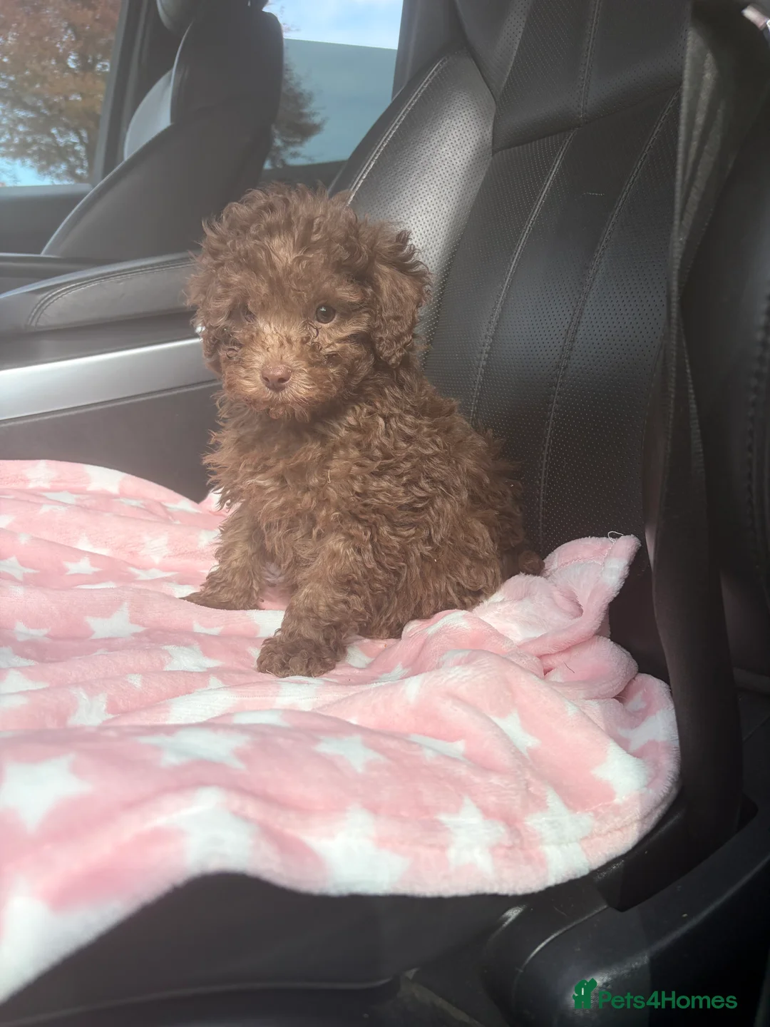 Mixed Breed dogs for sale: Unreal toy cross miniature poodles 😍😍 - Advert 19