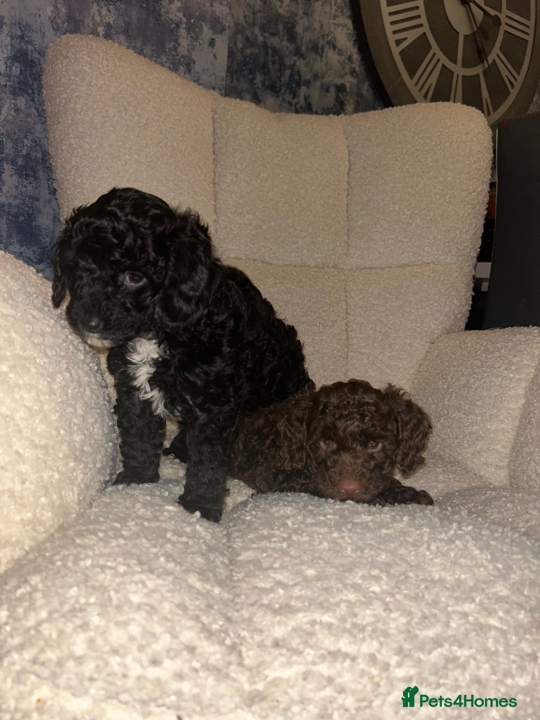 Mixed Breed dogs for sale: Beautiful black and white female poodle - Advert 3