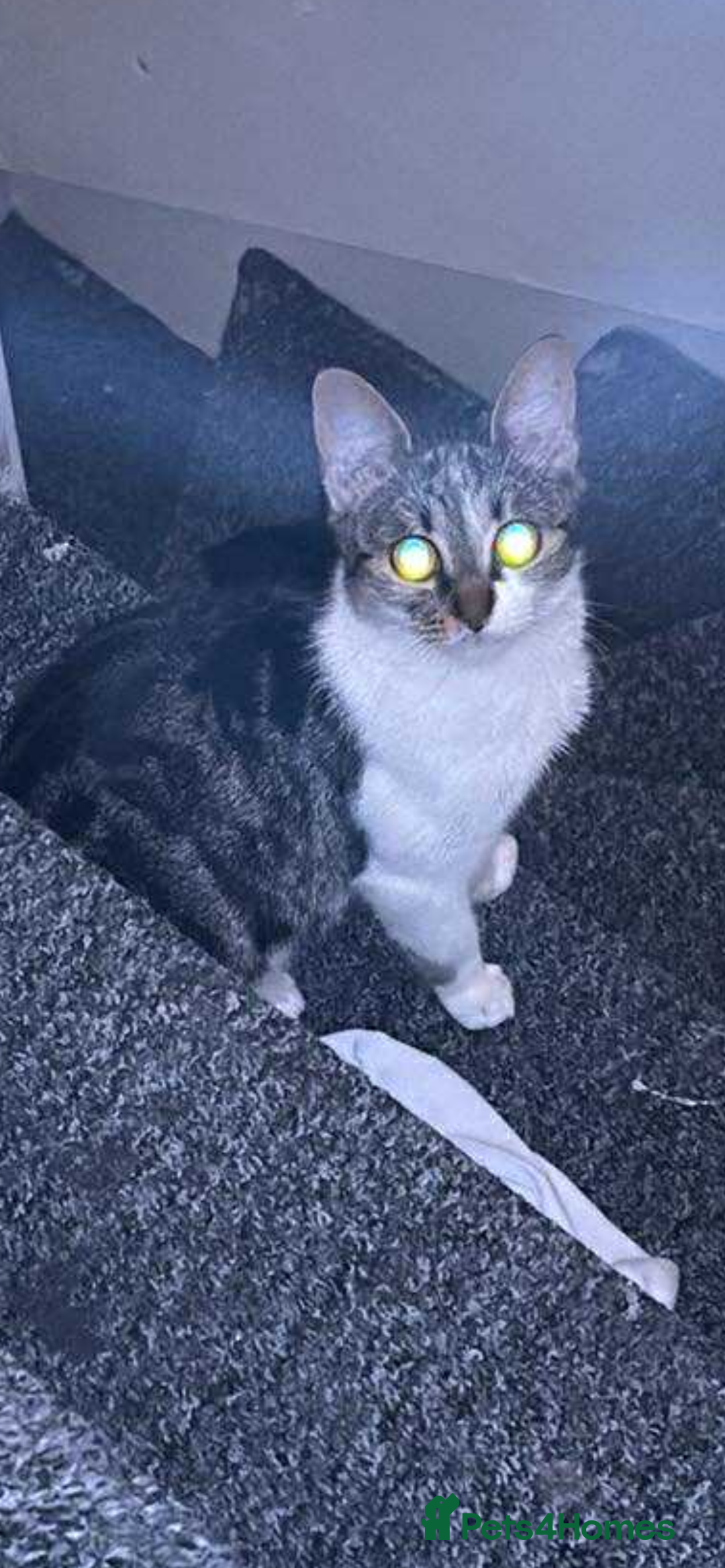 Mixed Breed cats for sale: Beautiful kittens  - Advert 2