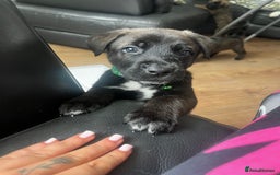 Mixed Breed dogs for sale: CaneCorso/Husky puppies  - Image 3