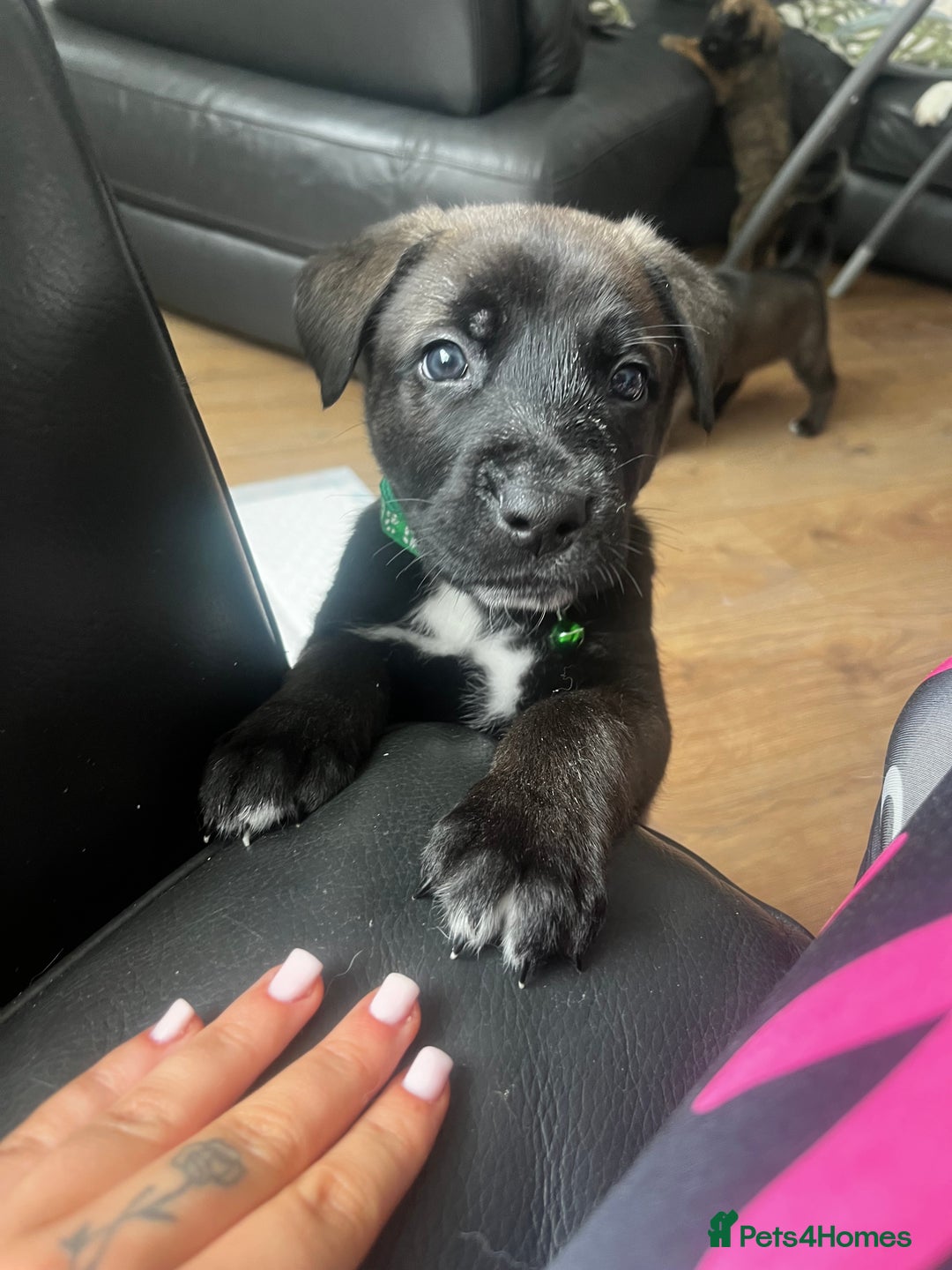 Mixed Breed dogs for sale: CaneCorso/Husky puppies  - Image 3