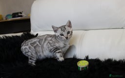 Bengal cats for sale: Stunning Bengal kittens - Image 19