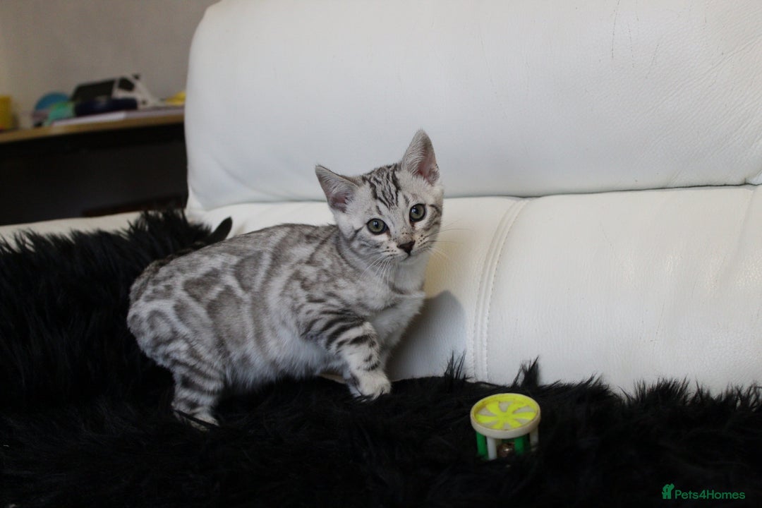 Bengal cats for sale: Stunning Bengal kittens - Image 19