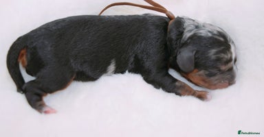 Cavapoo dogs - Advert 3