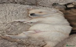 Pomeranian dogs for sale: Pomeranian puppies for loving and caring families  - Image 23