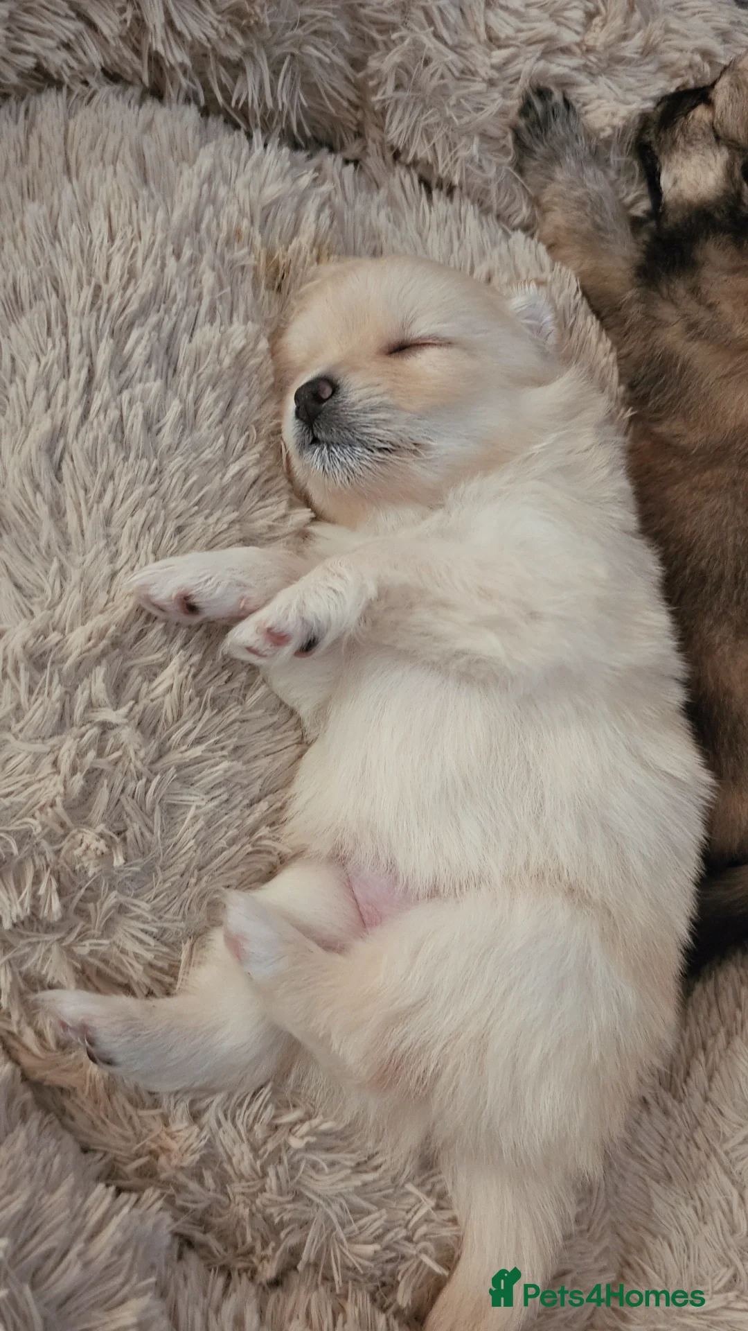 Pomeranian dogs for sale: Pomeranian puppies for loving and caring families  - Image 23