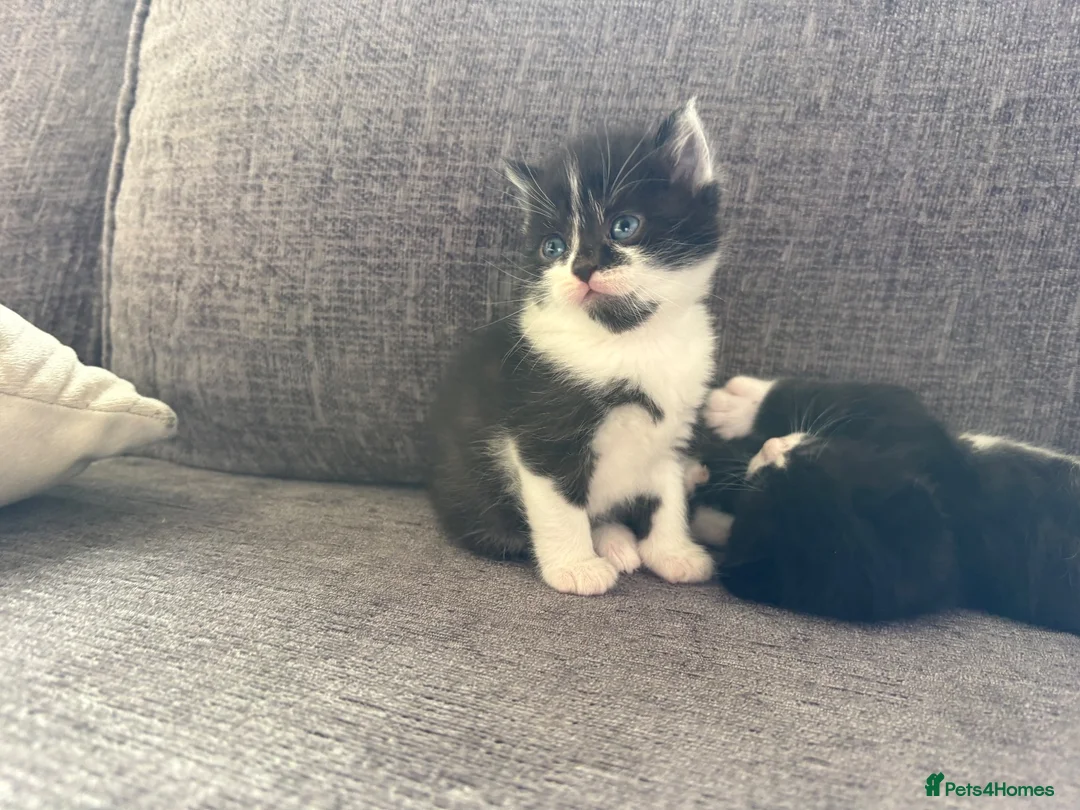 Mixed Breed cats for sale: Tuxedo kittens  in Runcorn - Advert 9