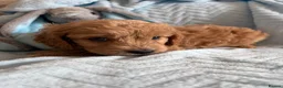 Cavapoo dogs for sale: Gorgeous F1B Cavapoo puppies - Advert 15