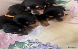 Miniature Dachshund dogs for sale: Miniature dachshund smooth haired  - Image 2