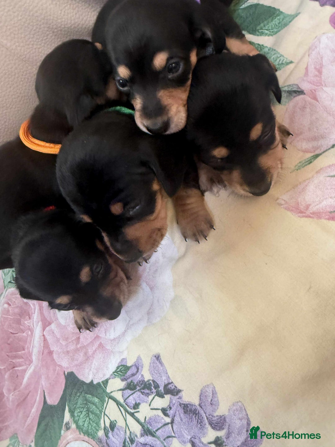 Miniature Dachshund dogs for sale: Miniature dachshund smooth haired  - Image 2