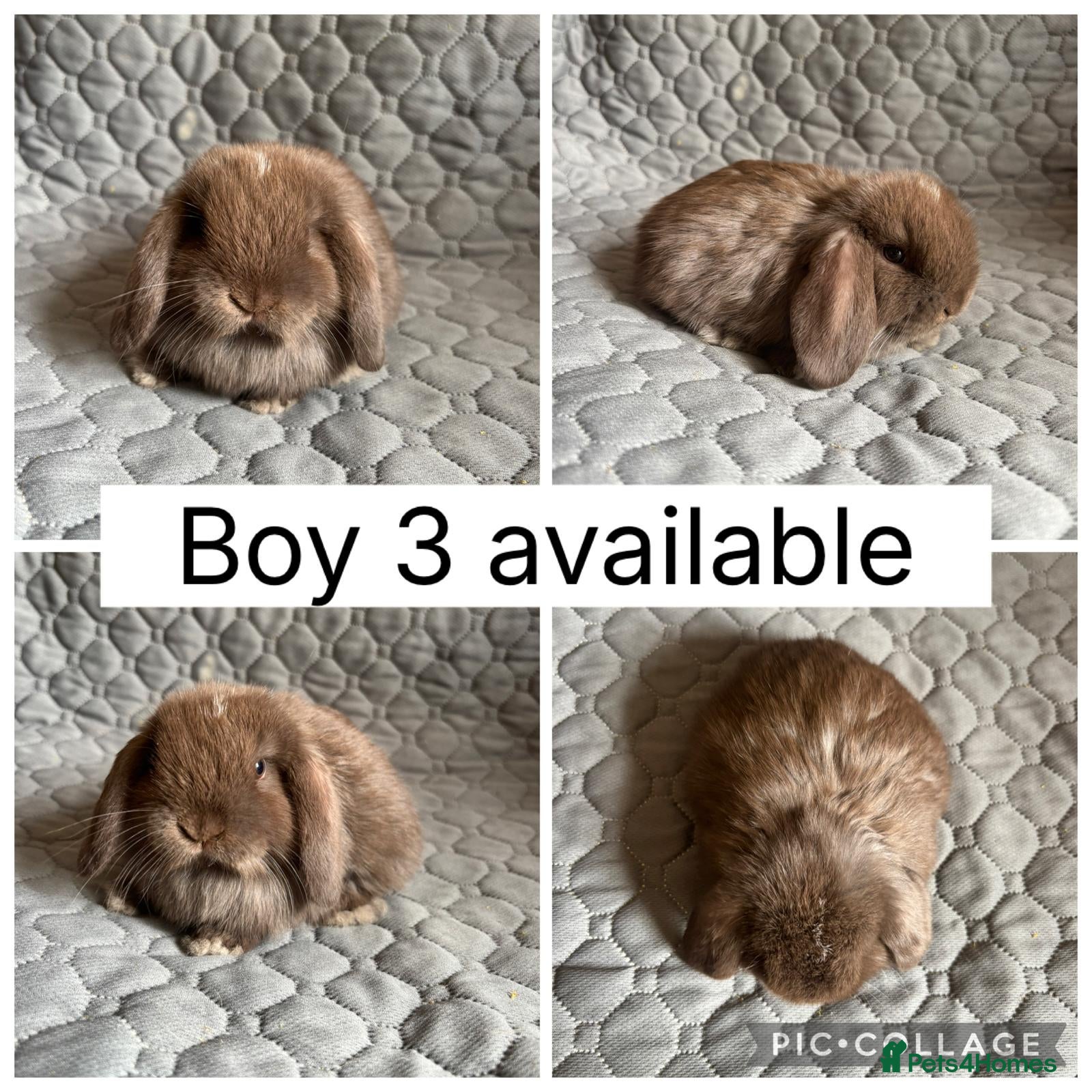 Mini Lop rabbits 4 beautiful baby mini lops ready to reserve - Advert 2