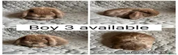 Mini Lop rabbits for sale: 5 beautiful baby mini lops ready to reserve - Advert 3