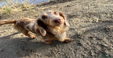 Miniature Dachshund dogs - Advert 3