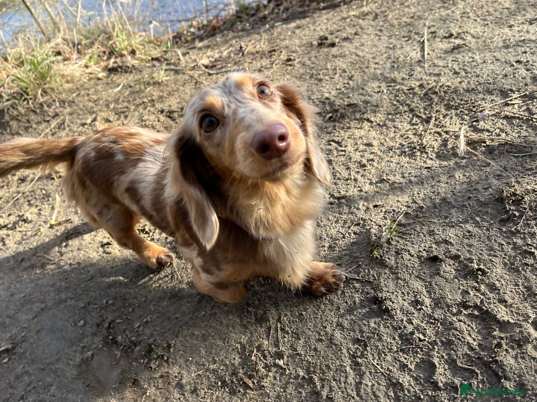 Miniature Dachshund dogs for sale: KC Reg Miniature Dachshund Long Haired Female - Image 2